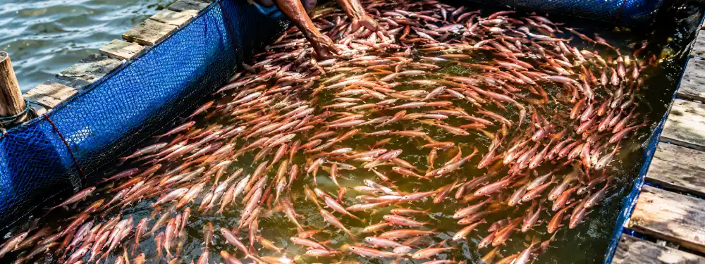Madu River